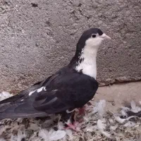 کفتر کبوتر صید