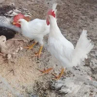 خروس