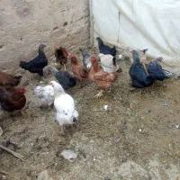 مرغ تخم گذار