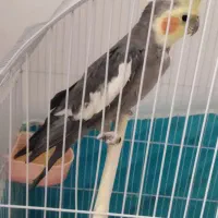 عروس هلندی نر