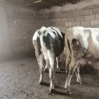 گوساله نر|حیوانات مزرعه|قزوین, |دیوار