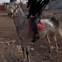 اسب مادیان
