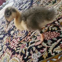 جوجه اردک بازیگوش و شیطون و سالم و سرحال