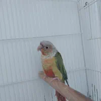 گرینچیک‌وعروس
