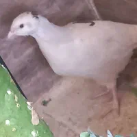 پرنده