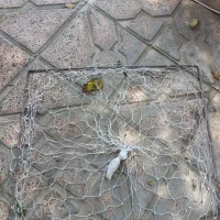 تله فنری کبوتر مخصوص جای که نمیشه تور زد