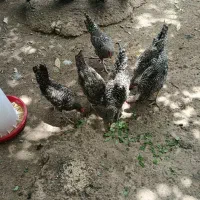 مرغ پلیموت راک
