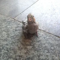 جوجه عروس هلندی سرلاکی