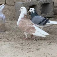 تعدادی پرنده بازیکن و پرشی