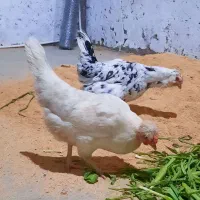 مرغ و خروس رسمی قدیمی(گلین)