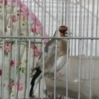 سهره سرونوکدارکشیده دهن لرشل و سفت میخونه جوجه قفس