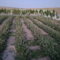 چیدن گل محمدی