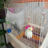یک جفت عروس هلندی بالغ