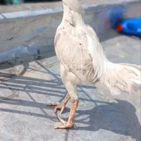 خر س لاری
