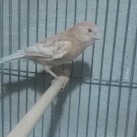 قناری ماده آماده ومست