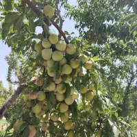 باغ و باغچه همراه با اطاقک و استخر