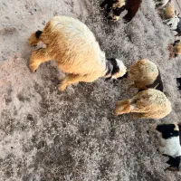 فروش بره نر و ماده