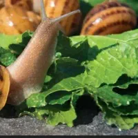 حلزون|خزنده|شیراز, بریجستون|دیوار