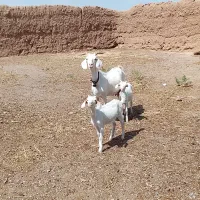 سلام یک عدد بزسانن
