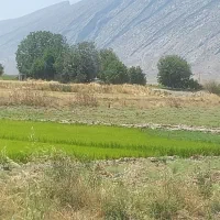 چلتوک