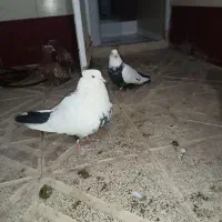 یکجفت کفتر با جوجه