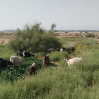 بصورت یجاودونه ی خاصتی درخدتم