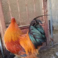 فروش  برهما