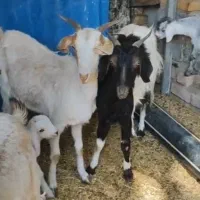 بز بزغاله پاکستانی خارجی