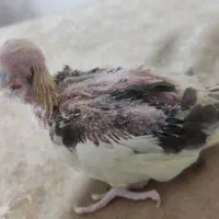جوجه عروس هلندی