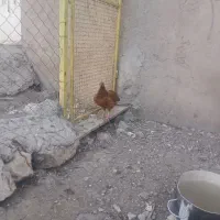 مرغ نمیچه