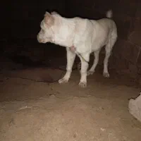 توله