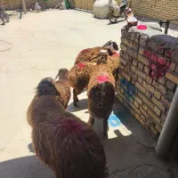 بره نر