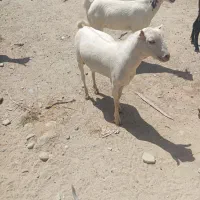 یک عدد نری و چند عدد کهره نر