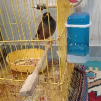 فروش عروس هلندی و مرغ مینا