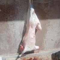 بز میش بزغاله
