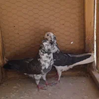 کفتر|پرنده|نهاوند, |دیوار
