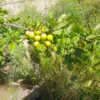 باغ-به-متراژ-560-در-روستای-سهرول