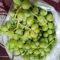 انگور ترش