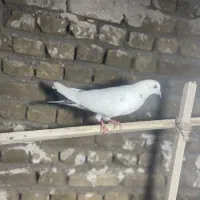کبوتر پرشی