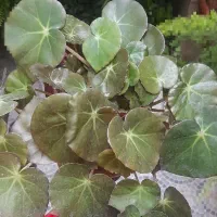 بنفشه|گل و گیاه طبیعی|ارومیه, |دیوار