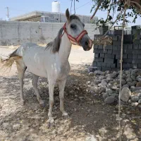 اسب ماده