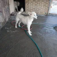 سگ هاسکی