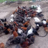 فروش مرغ و خروس تیمچه و بالغ گلپایگان و امروک