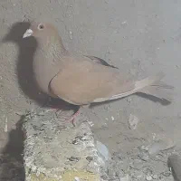 کبوتر|پرنده|بردسکن, |دیوار