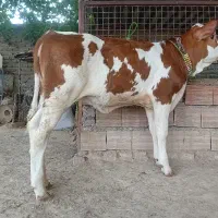 گوساله سیمینتال ماده کور سوپر جنس برای پروار گاو