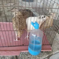 4عدد بلدرچین