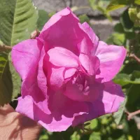 گل محمدی قزل گول ارگانیک