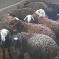 بره نر