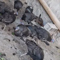 بوقلمون نر و ماده ‌