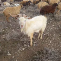 تکه (  نیری) وبز  فروشی